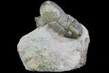 Metacanthina & Paralejurus Trilobites - Lghaft, Morocco #89287-1
